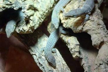 Warane kaufen und verkaufen Foto: 0,0,10 ocb24 varanus acanthurus yellow ackie 