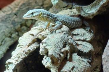 Monitor lizards kaufen und verkaufen Photo: 0,0,10 ocb24 varanus acanthurus yellow ackie 