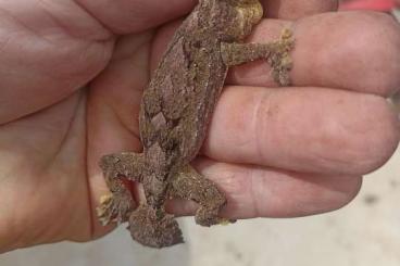 Geckos kaufen und verkaufen Foto: Abzugeben uroplatus alluaudi