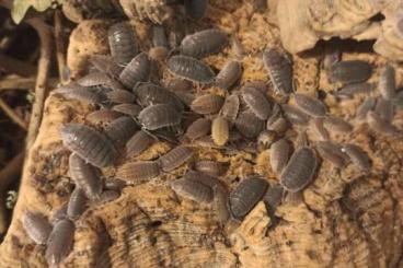 Insects kaufen und verkaufen Photo: Neuer Fundort in Marokko ,erst Nachzuchten