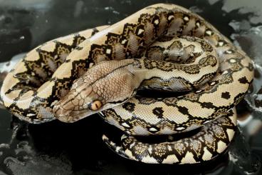 Schlangen kaufen und verkaufen Foto: Python reticulatus, Reticulated Python, Netzpython 