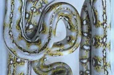 Schlangen kaufen und verkaufen Foto: Python reticulatus, Reticulated Python, Netzpython 