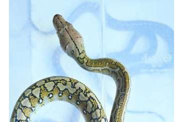 Snakes kaufen und verkaufen Photo: Python reticulatus, Reticulated Python, Netzpython Snakes kaufen und verkaufen Photo: Python reticulatus, Reticulated Python, Netzpython
