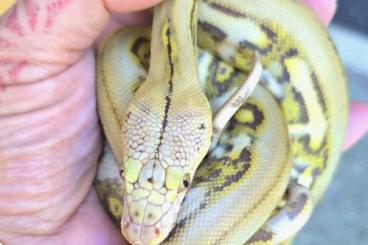 Snakes kaufen und verkaufen Photo: Python reticulatus, Reticulated Python, Netzpython Snakes kaufen und verkaufen Photo: Python reticulatus, Reticulated Python, Netzpython