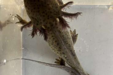salamanders kaufen und verkaufen Photo: Neotene Tigersalamanderlarven