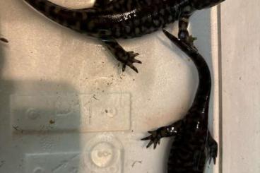 Salamander kaufen und verkaufen Foto: Ambystoma mavortium diaboli Nz 