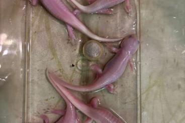 Salamander kaufen und verkaufen Foto: Ambystoma mavortium diaboli Tigersalamander Salamander kaufen und verkaufen Foto: Ambystoma mavortium diaboli Tigersalamander