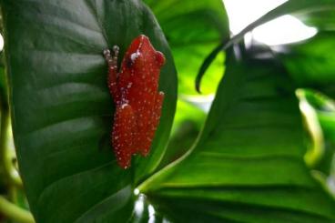 Frösche  kaufen und verkaufen Foto: Nyctixalus pictus Nachzuchten