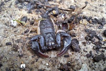 Scorpions kaufen und verkaufen Photo: Tetratrichobothrius flavicaudis Euscorpius