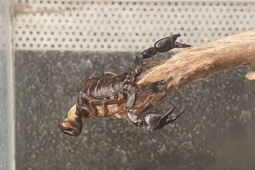 Scorpions kaufen und verkaufen Photo: Tetratrichobothrius flavicaudis Euscorpius