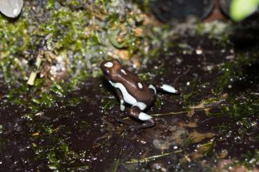 Poison dart frogs kaufen und verkaufen Photo: Histrionikus Blue zur Abgabe 