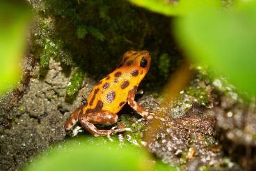 Poison dart frogs kaufen und verkaufen Photo: Biete  Oophaga Rio Branko