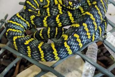 Venomous snakes kaufen und verkaufen Photo: Boiga dendrophila divergens