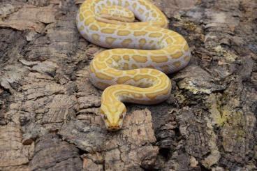 Schlangen kaufen und verkaufen Foto: Burmese Python Hamm/Houten/Prag