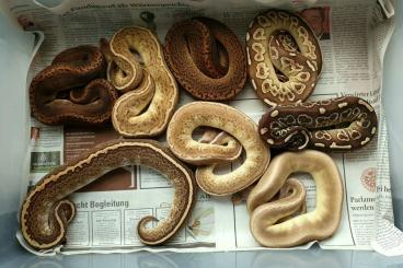 Königspythons kaufen und verkaufen Foto: Sell All Adult-Nz  Ball Pythons 