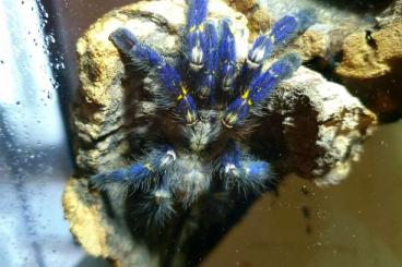 Vogelspinnen kaufen und verkaufen Foto: 20-30 Poecilotheria metallica