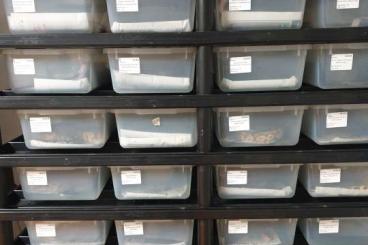 Pythons kaufen und verkaufen Photo: V18 Vision Rack Hamm/Prag Pythons kaufen und verkaufen Photo: V18 Vision Rack Hamm/Prag
