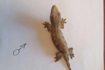Geckos kaufen und verkaufen Foto: For Hamm Rhacodactylus leachyanus dark Yate 
