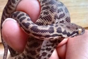 Schlangen kaufen und verkaufen Foto: Stimson's Pythons (Antaresia stimsoni stimsoni)