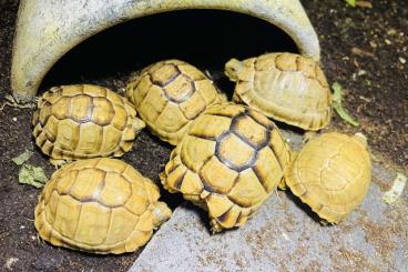 Tortoises kaufen und verkaufen Photo: Testudo kleinmanni CB 2024