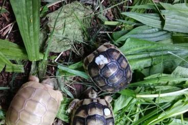 Tortoises kaufen und verkaufen Photo: T. marginata sarda Albino T+ 66% HETs