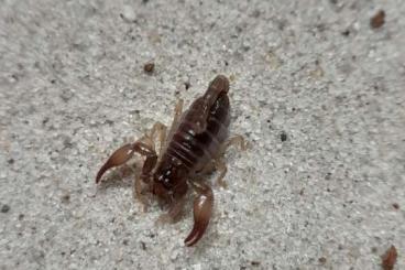 Skorpione kaufen und verkaufen Foto: Biete Diplocentrus bicolor 