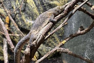 Lizards kaufen und verkaufen Photo: 1.1 eurydactylodes Occidentalis 