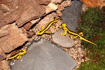 Salamander kaufen und verkaufen Foto: Salamandra s.  bernardezi