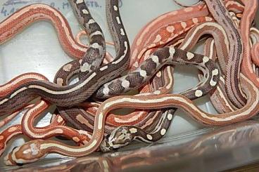 Snakes kaufen und verkaufen Photo: Pantherophis Guttatus - Elaphe GUTTATA / Cornsnakes, Lampropeltis  :