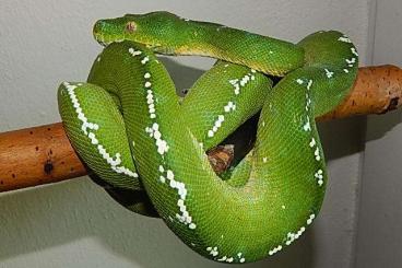 Snakes kaufen und verkaufen Photo: Morelia viridis BIAK -Chondropython - GTP Green tree pyt. - Baumpython