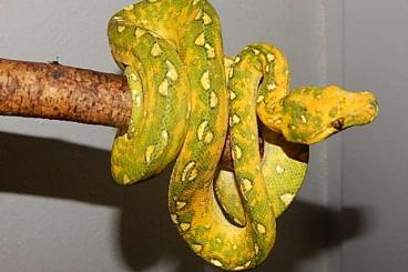 Schlangen kaufen und verkaufen Foto: Morelia viridis BIAK -Chondropython - GTP Green tree pyt. - Baumpython