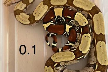 Boas kaufen und verkaufen Foto: Boa constrictor constrictor (Surinam) 1.1 NZ21