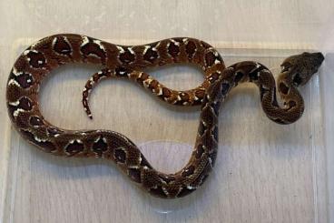 Boas kaufen und verkaufen Photo: Sanzinia madagascariensis 