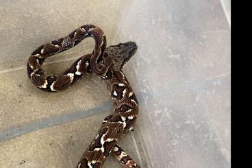 Boas kaufen und verkaufen Photo: Sanzinia madagascariensis CB24