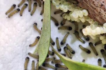 Insekten kaufen und verkaufen Foto: Götterbaum-Spinner (Samia cynthia) Raupen