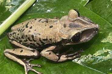 frogs kaufen und verkaufen Photo: Aparasphenodon brunoi CB24
