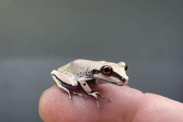 frogs kaufen und verkaufen Photo: Aparasphenodon brunoi CB24