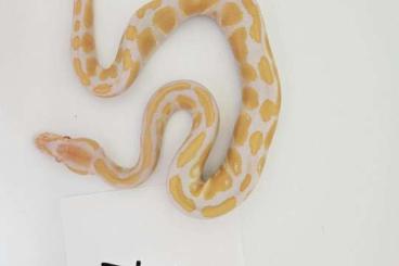 Pythons kaufen und verkaufen Photo: Candino, Albino nz24 0.1 1.0