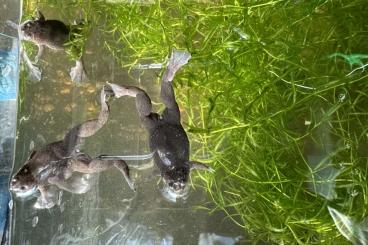 Frösche  kaufen und verkaufen Foto: Xenopus tropicalis - Tropischer Krallenfrosch