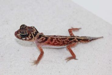 Geckos kaufen und verkaufen Foto: Nephrurus levis levis patternless 