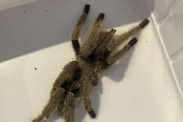 - bird spiders kaufen und verkaufen Photo: CYRIOPAGOPUS SP. HATIHATI