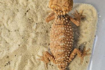 Lizards kaufen und verkaufen Photo: Nephrurus amyae captive bred 2023/24