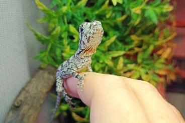 Lizards kaufen und verkaufen Photo: Chlamydosaurus kingii nz2024