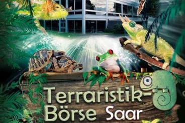 Snakes kaufen und verkaufen Photo: Terra Saar Reptilienbörse 01.09.24