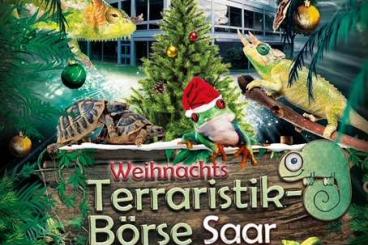 Echsen  kaufen und verkaufen Foto: Terraristikbörse Terra Saar 15.12.2024