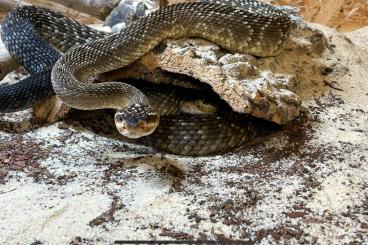 Giftschlangen kaufen und verkaufen Foto: Crotalus und Pseudocerastes für Hamm