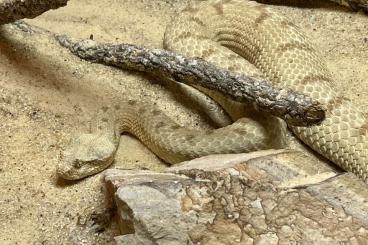 Venomous snakes kaufen und verkaufen Photo: Biete für Hamm am 14.09.2024