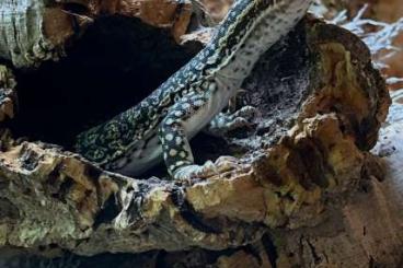 Monitor lizards kaufen und verkaufen Photo: Biete für Hamm Varanus flavirufus 