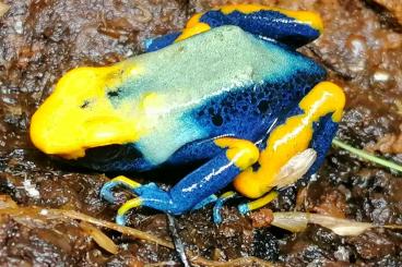 Pfeilgiftfrösche kaufen und verkaufen Foto: Dendrobates tinctorius Citronella, Tumucumaque 