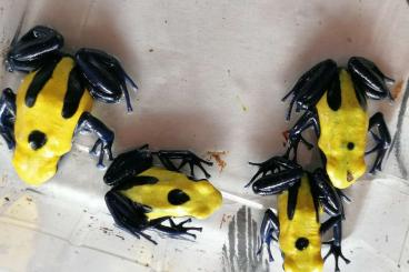 Pfeilgiftfrösche kaufen und verkaufen Foto: Dendrobates tinctorius Citronella